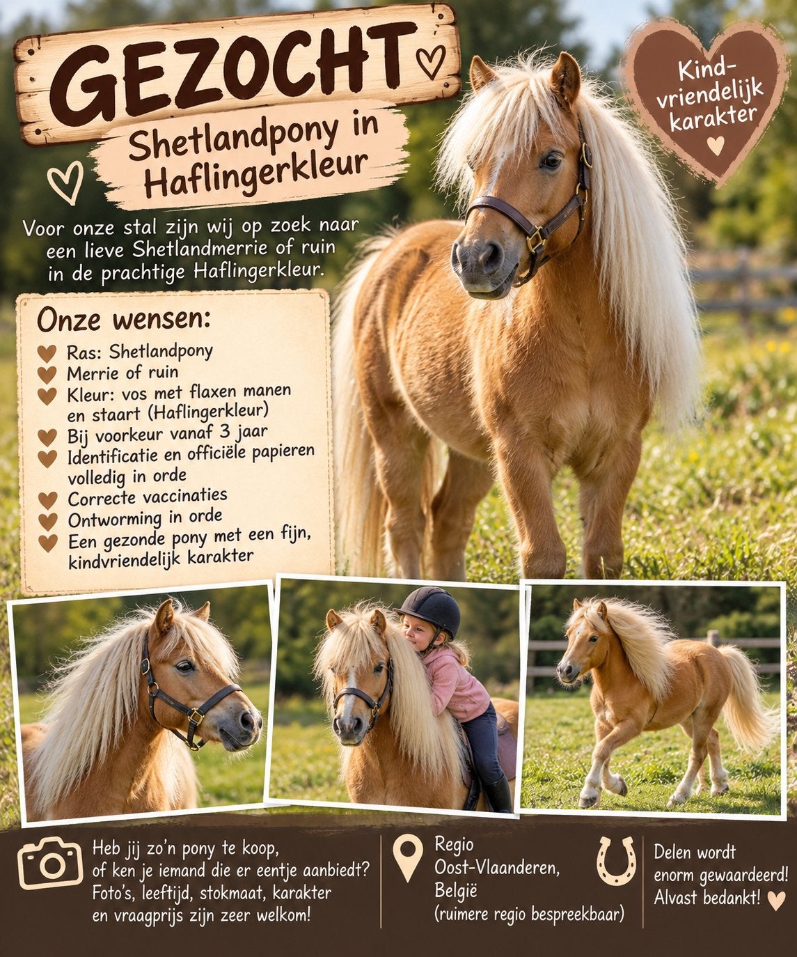 Gezocht ! Shetland pony vos met witte manen., Dieren en Toebehoren