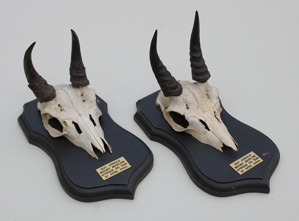 2 x schedel MOUNTAIN REEDBUCK op solide zwart eiken schild, Verzamelen, Ophalen of Verzenden, Gebruikt, Wild dier, Schedel