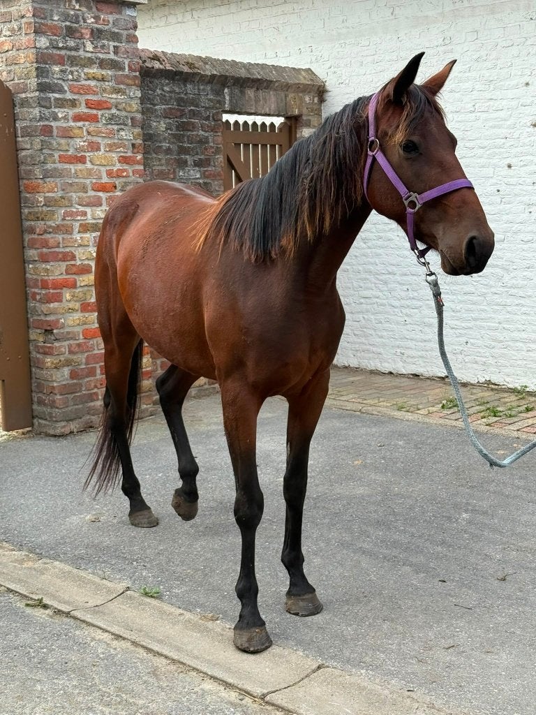 Recreatie merrie - 4 jaar, Dieren en Toebehoren, Merrie, Zadelmak