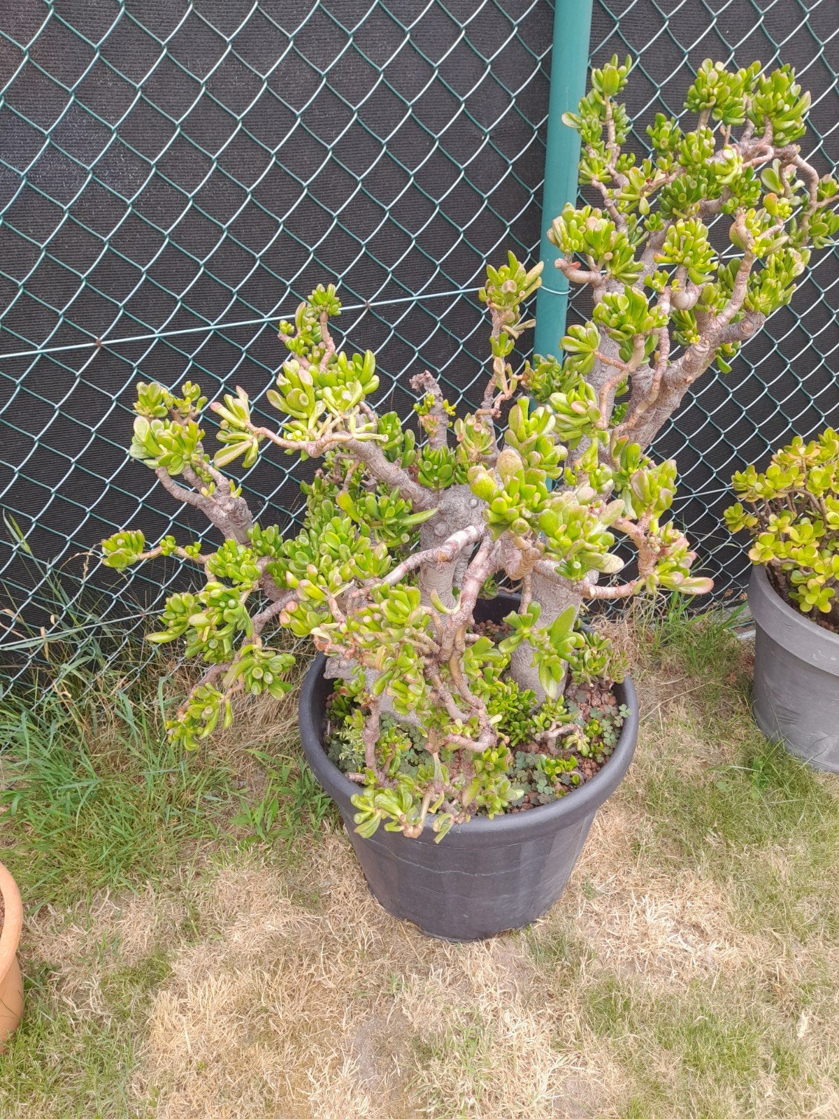 Familie van crassula., Enlèvement, Plante succulente, 100 à 150 cm