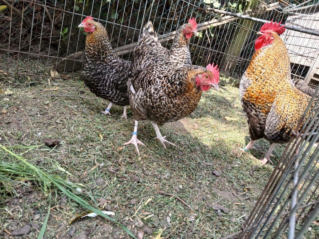 Broedeieren aarschotshoen kriel., Dieren en Toebehoren, Pluimvee