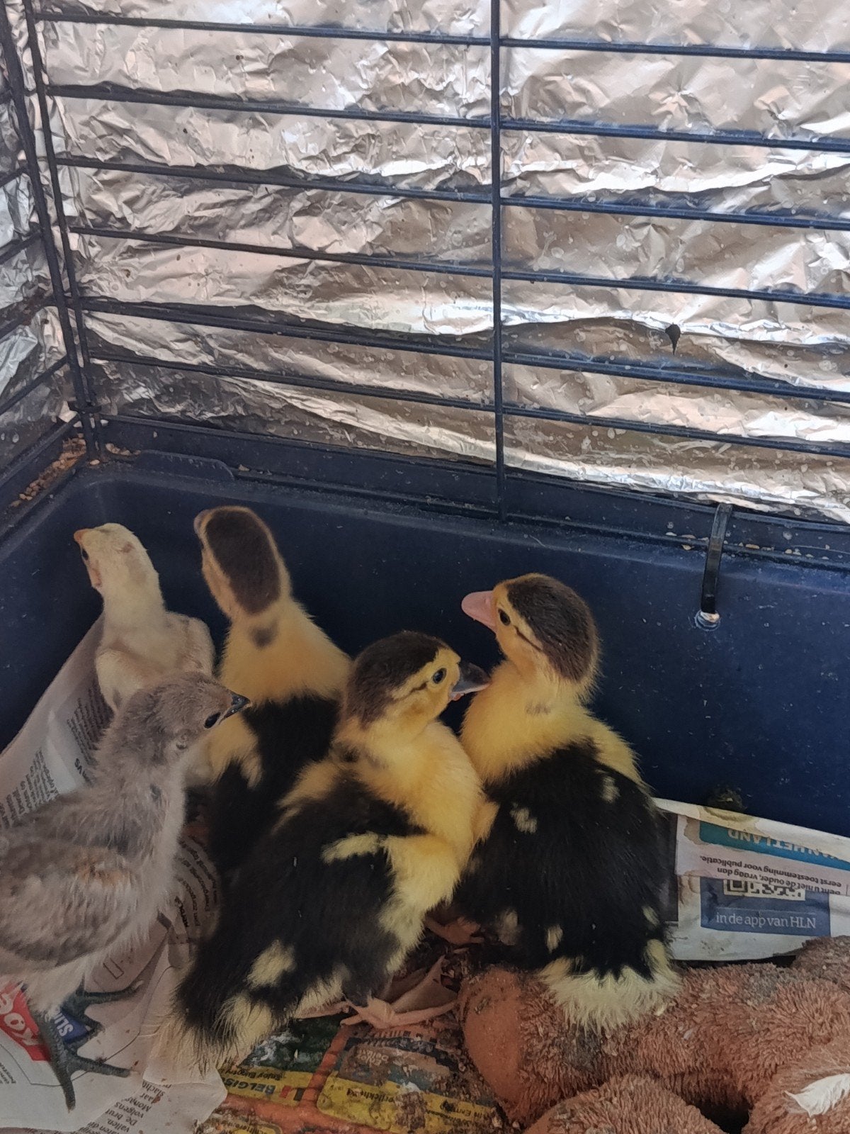 poussins de canards barberier