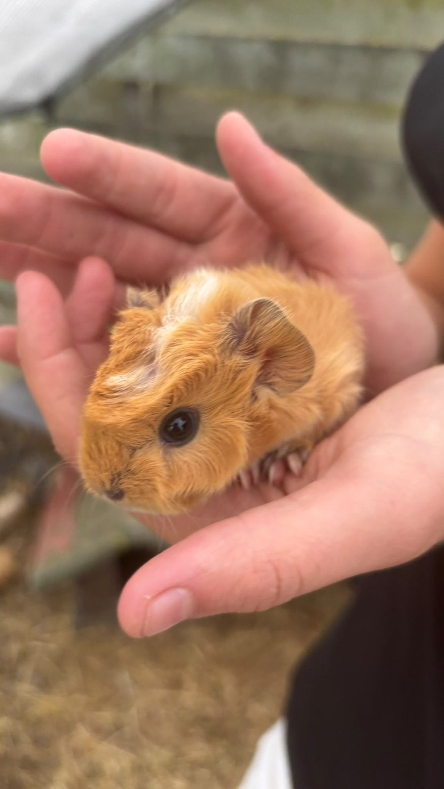 Baby cavia’s 1x beer en 1x zeugje, Dieren en Toebehoren, September, Meerdere dieren, Cavia