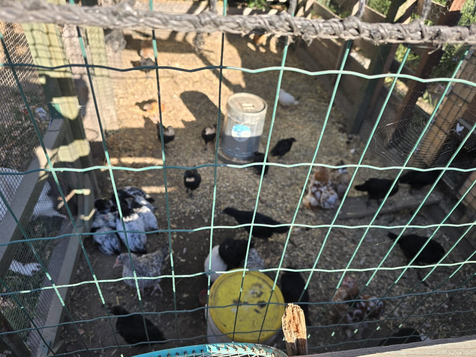 Jonge kippen en grotere kuikens, Plusieurs animaux, Poule ou poulet