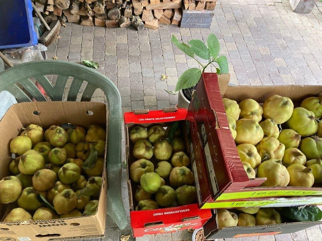 gratis kweeperen, Divers, Enlèvement