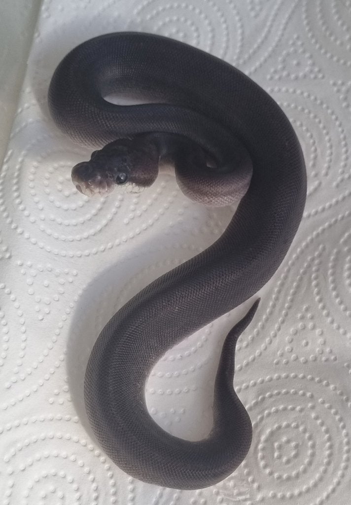 1.0 8 ball ( gravel spotnose clown ) koningspython Ball Python - male for sale from Mex