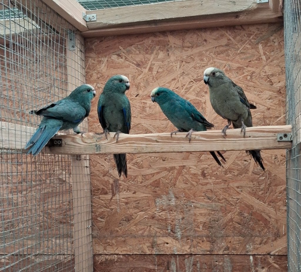 Kakariki Koppel, Dieren en Toebehoren, Vogels | Parkieten en Papegaaien, Meerdere dieren, Parkiet, Geringd