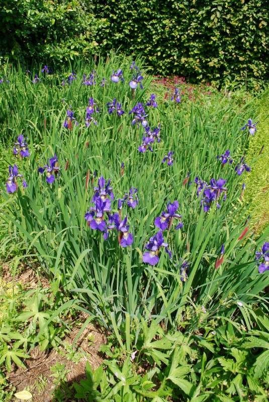 Iris sibirica – Siberische lis (blauwe iris) vaste plant, Ophalen, Vaste plant, Volle zon