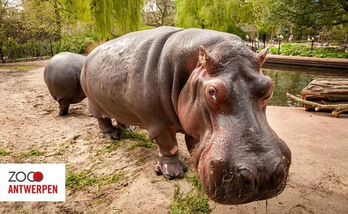 2 tickets Zoo Antwerpen voor 5 of 6 mei - 17,5 euro per stuk, Tickets en Kaartjes