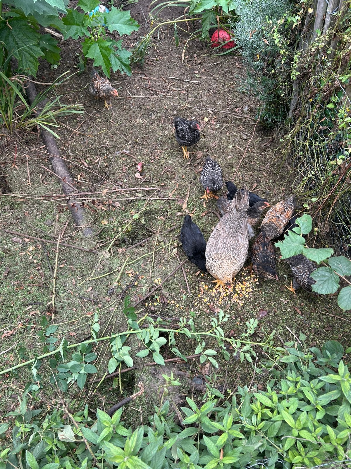 Jonge kippen/haantjes, Dieren en Toebehoren