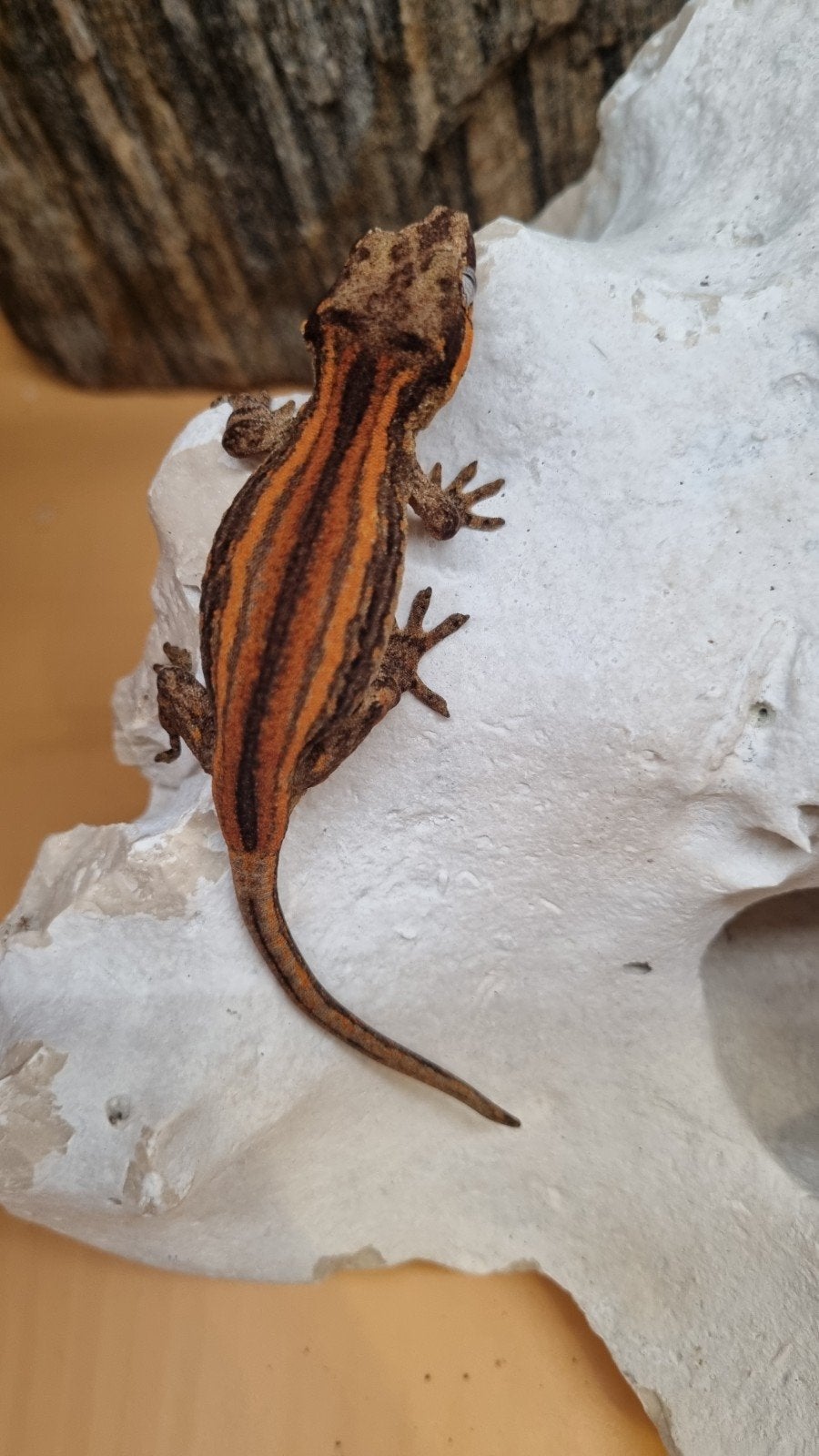 Rhacodactylus Auriculatus Gargoyle, Dieren en Toebehoren
