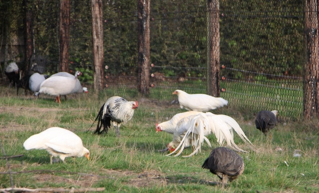 Phoenix hoen groot, Meerdere dieren, Kip
