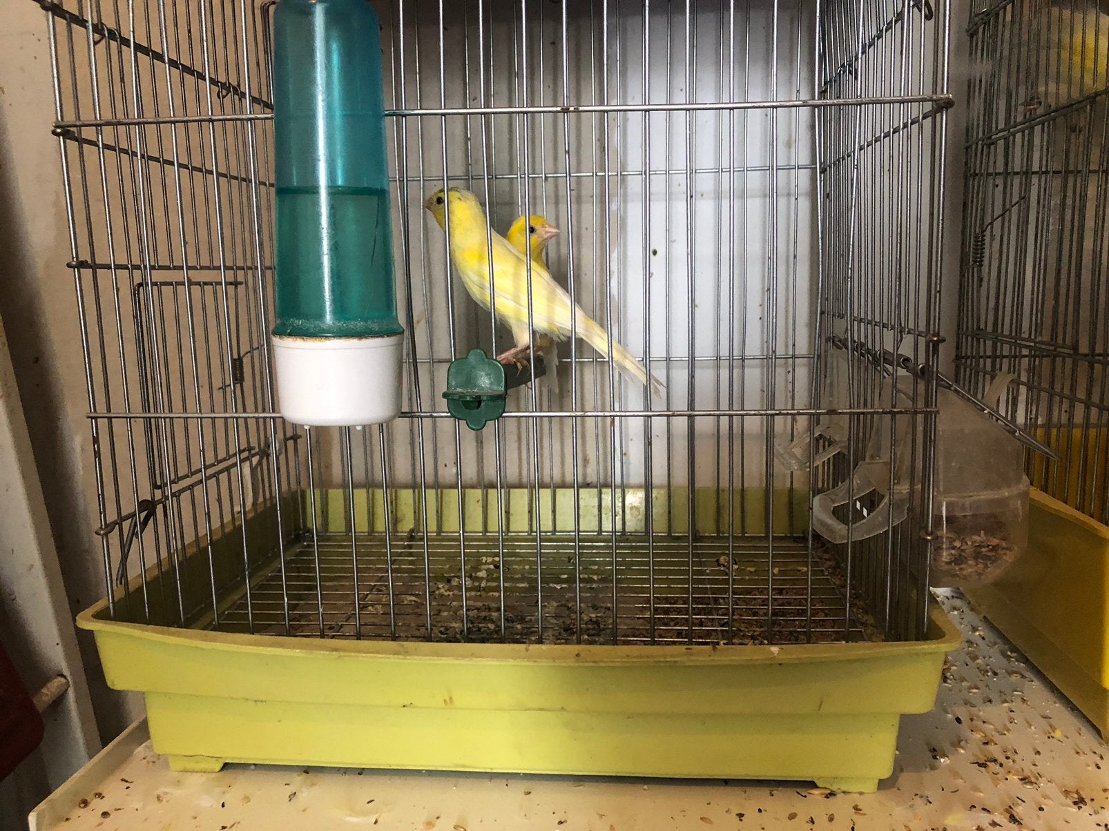 Canari couple avec cage 50€, Animaux & Accessoires, Sexe inconnu, Canari chanteur
