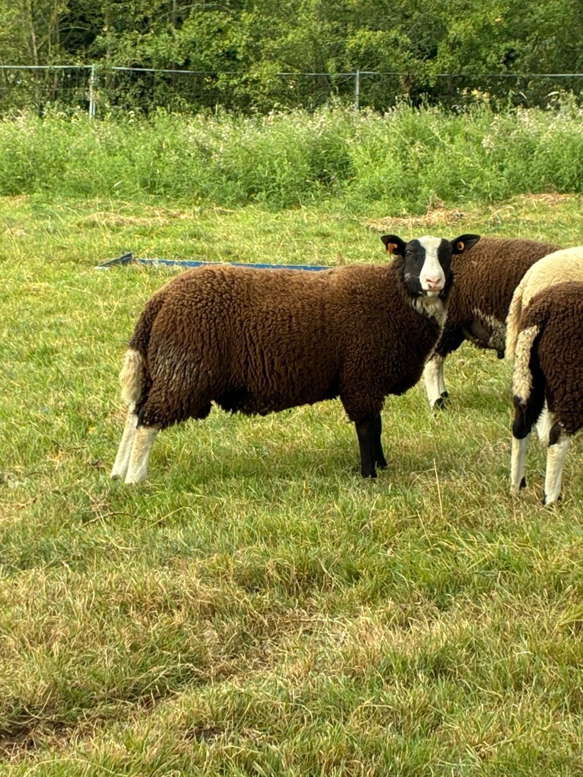 Zware zwartbles ram, Dieren en Toebehoren, Schapen, Geiten en Varkens