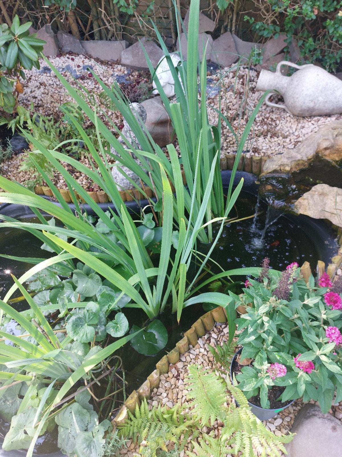 Iris jeune, Jardin & Terrasse