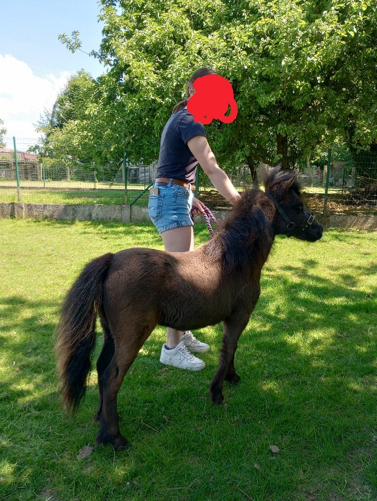 Lief en klein miniatuurpaardje, Belgisch Stamboek, Dieren en Toebehoren, Pony's, Hengst, Met stamboom