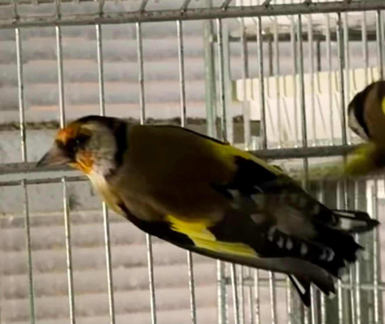 Wildkleur Kleine Putters, Dieren en Toebehoren, Meerdere dieren, Wildzangvogel, Geringd