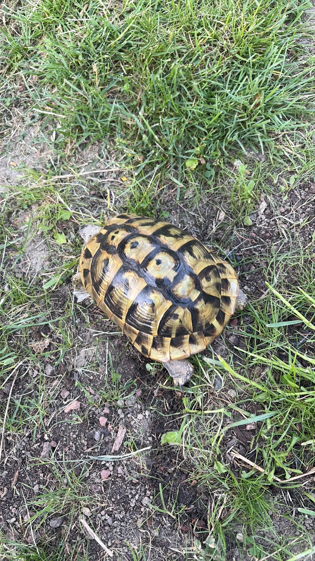 Herman Boëtegri, fokschildpad, volwassene, Dieren en Toebehoren, Ophalen