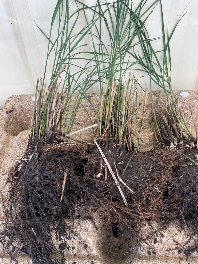 Prachtriet Miscanthus, Tuin en Terras, Ophalen