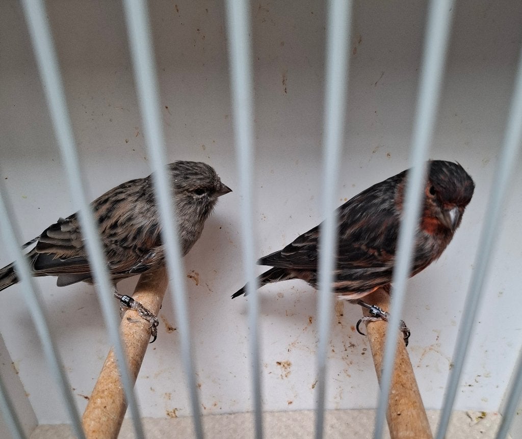 Zwart rood mozaïek kanaries, Dieren en Toebehoren, Meerdere dieren, Kleurkanarie