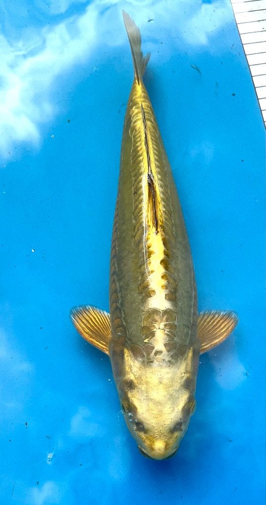 Mukashi Ogon 30cm, Dieren en Toebehoren, Vissen | Vijvervissen, Karper of Koi