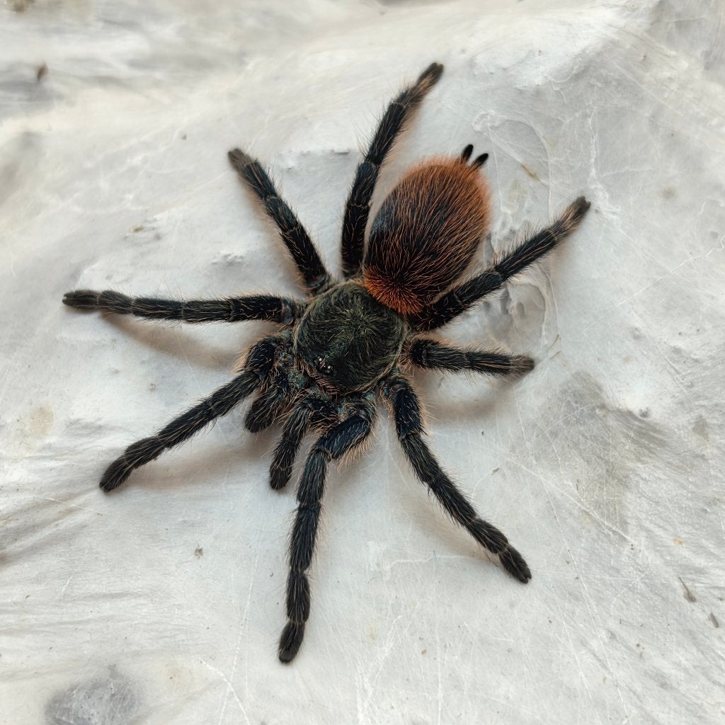 Dolichothele diamantinensis, Dieren en Toebehoren