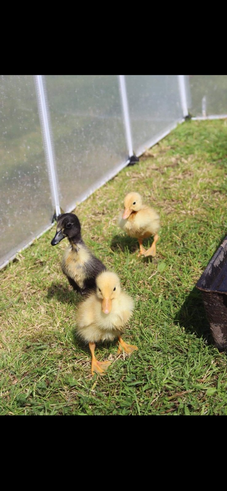 Jonge pluimvee, Dieren en Toebehoren, Pluimvee