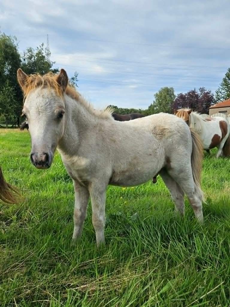 Minipaard fewspot appaloosaveulen, Dieren en Toebehoren, Pony's, Hengst, Niet van toepassing, Gechipt, 0 tot 2 jaar
