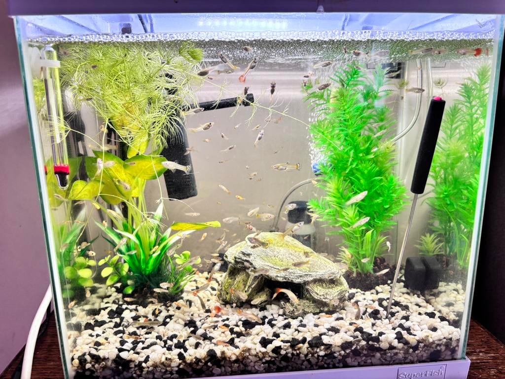 Jonge Guppies