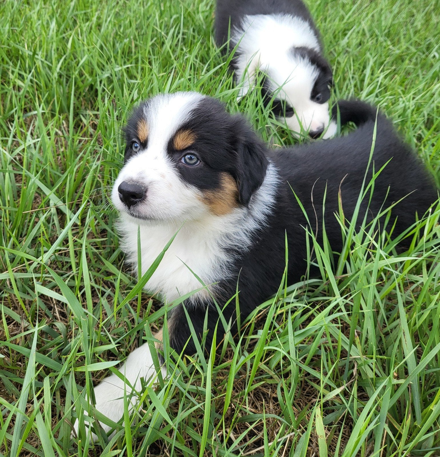 Chiot berger australien/Berger australien/Chiot Aussi, Maladie de Carré (chiens), Plusieurs, Belgique, Berger