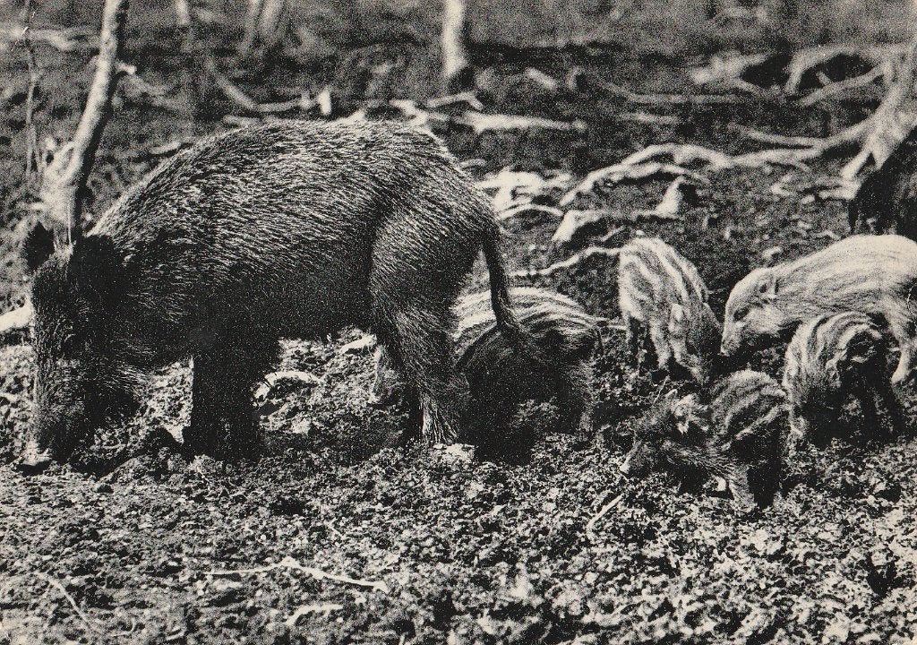 EVERZWIJN  MET  JONGEN, Verzamelen, Postkaarten | Dieren, Verzenden, 1940 tot 1960, Gelopen, Wild dier