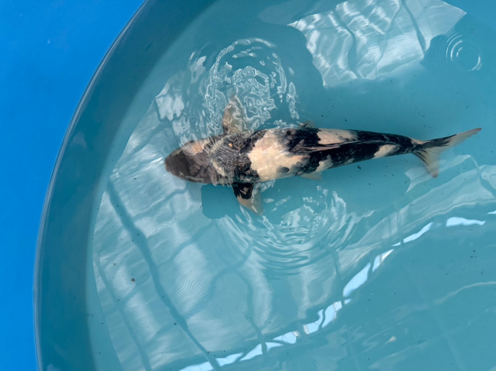 Japanse koi