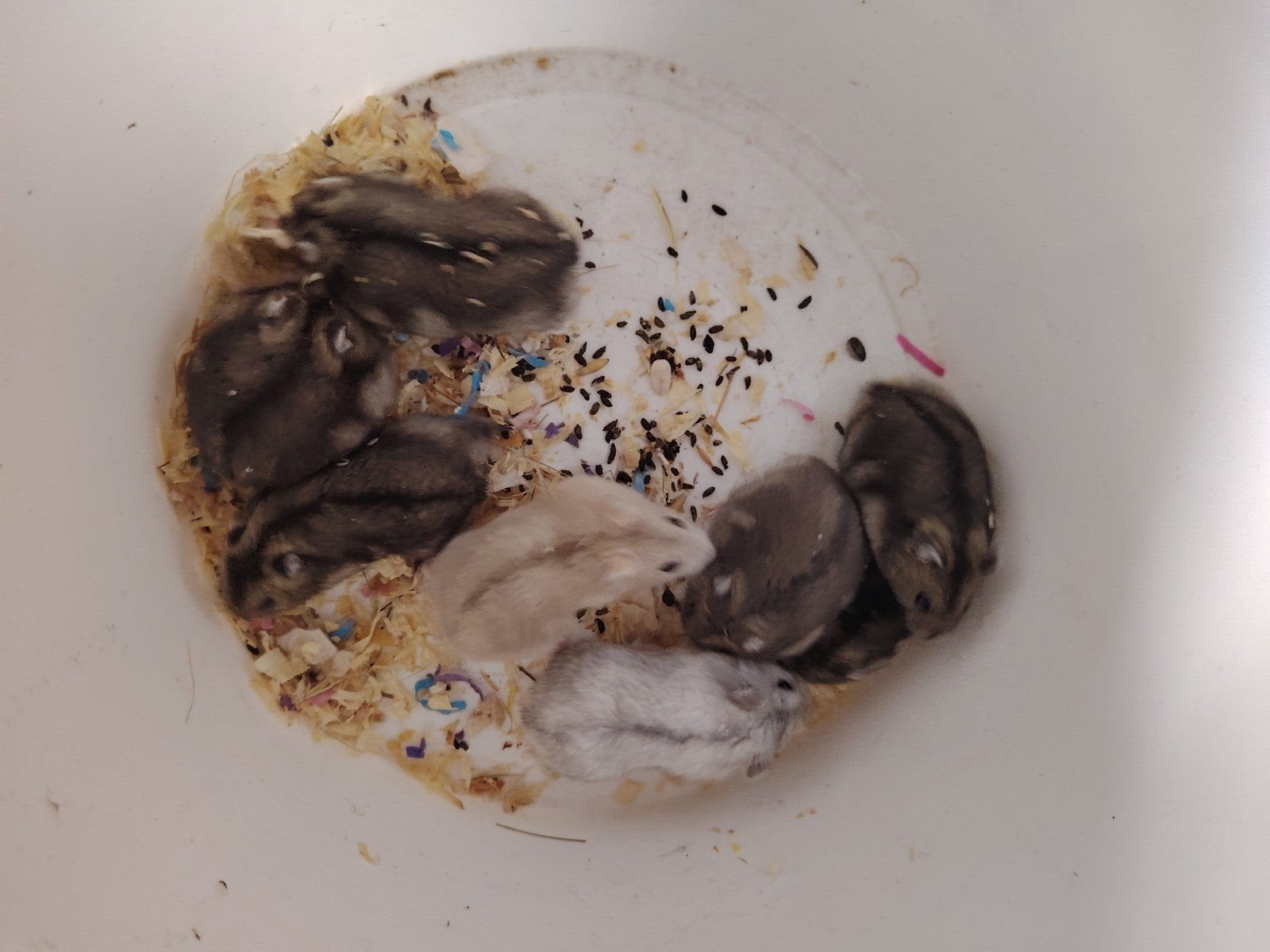 Russische hamsters, Dieren en Toebehoren, Juni