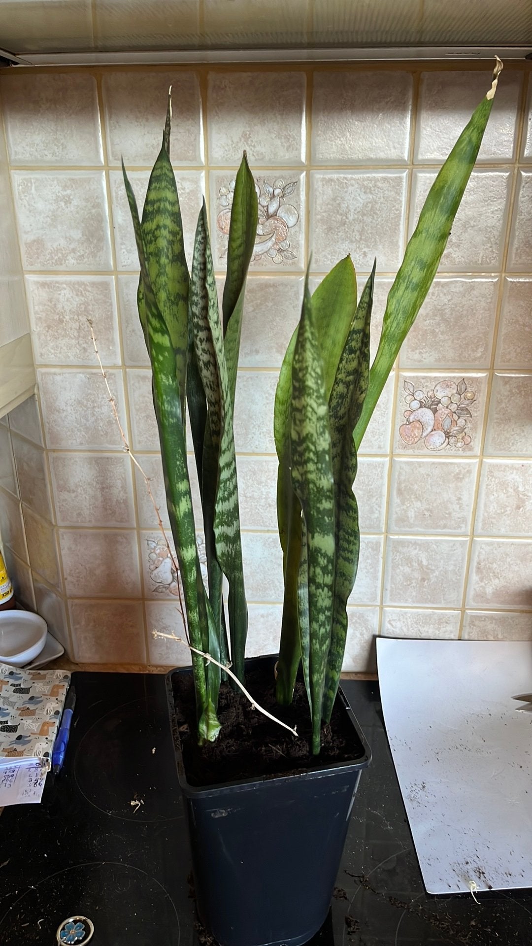 Sanseveria, Ophalen of Verzenden