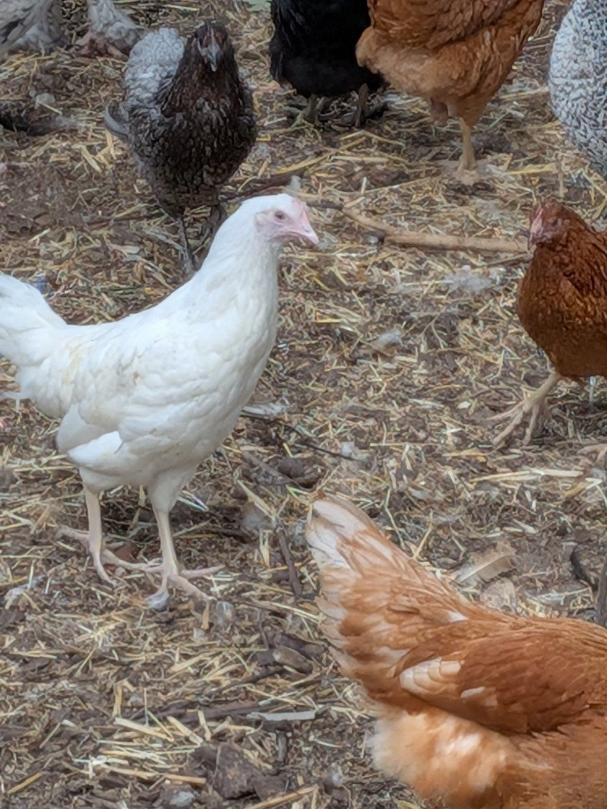 Witte leghorn, Dieren en Toebehoren, Pluimvee