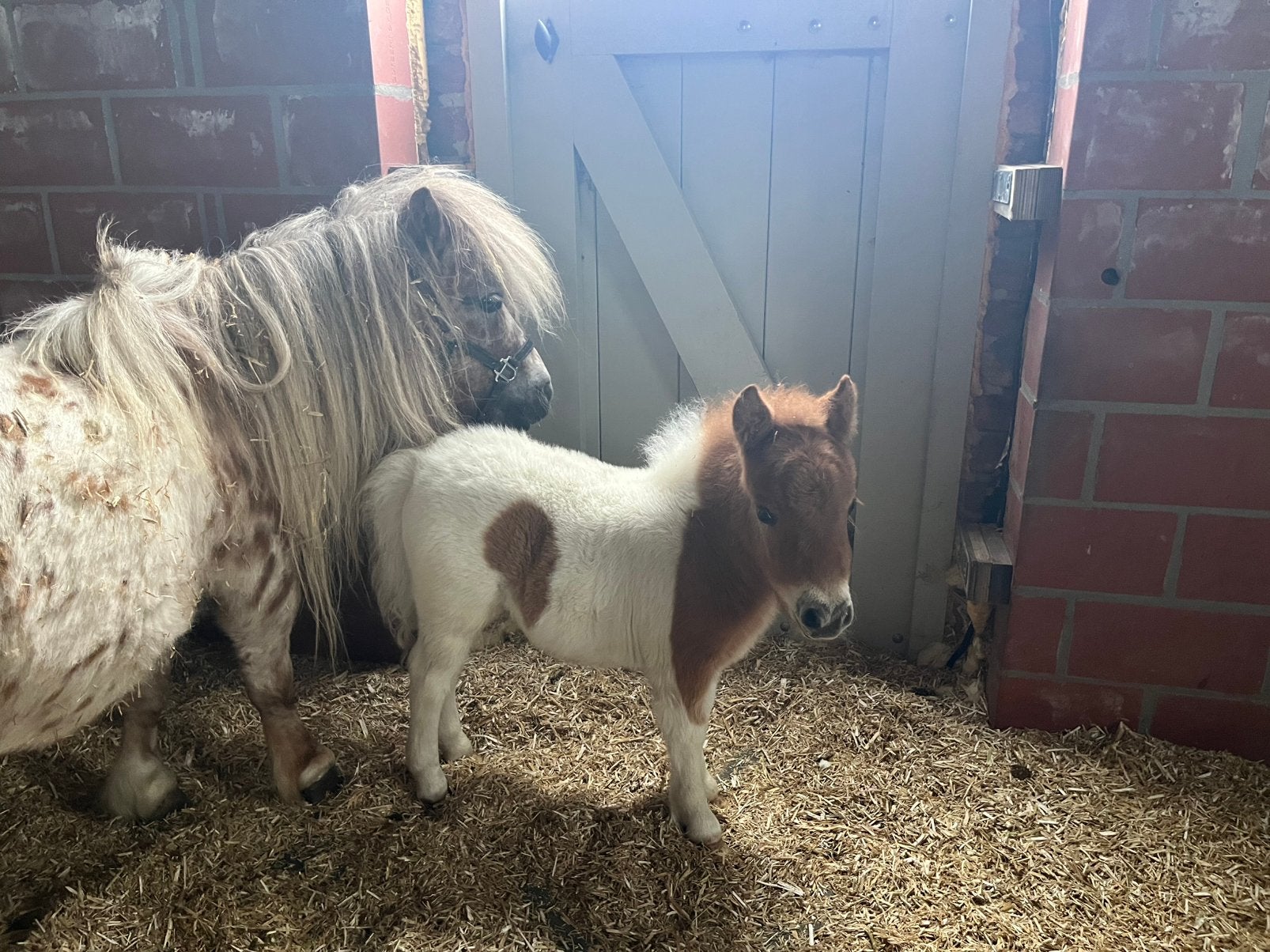 Mini pouliches des Shetland, Animaux & Accessoires, Avec puce électronique