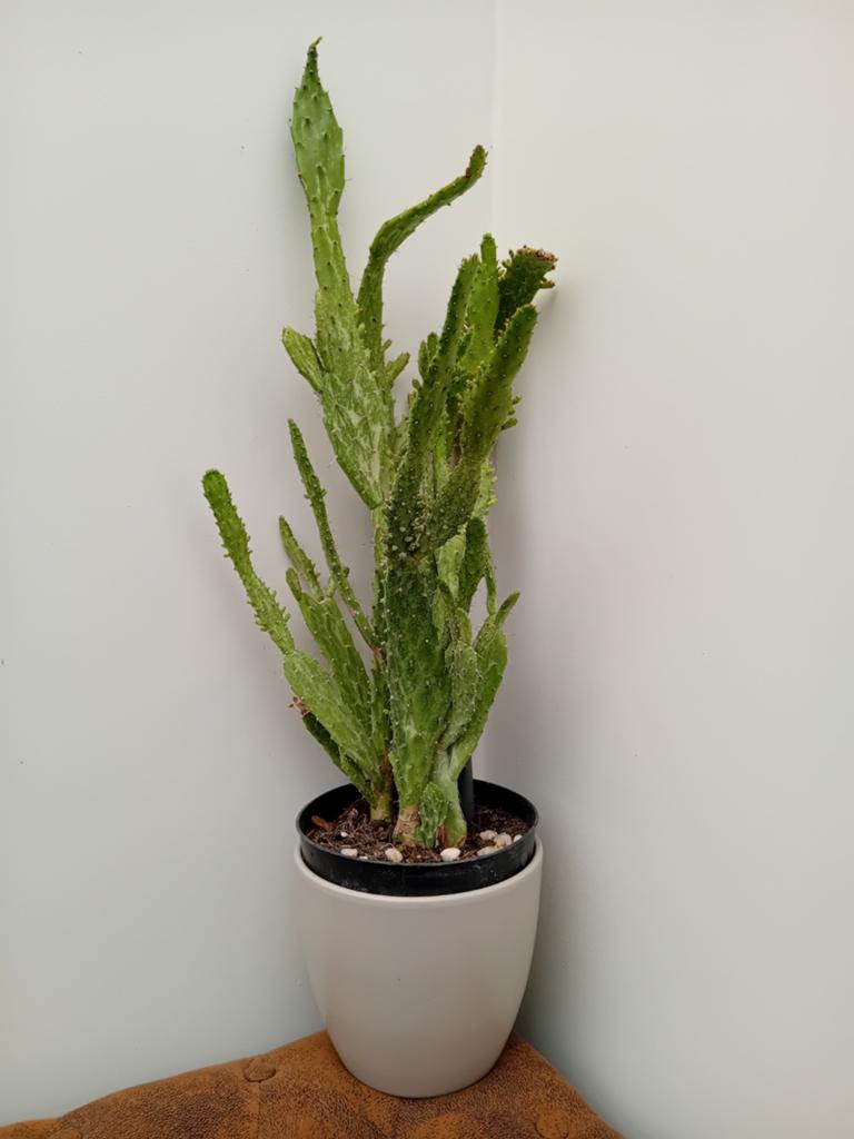 Opuntia monacantha, Ophalen