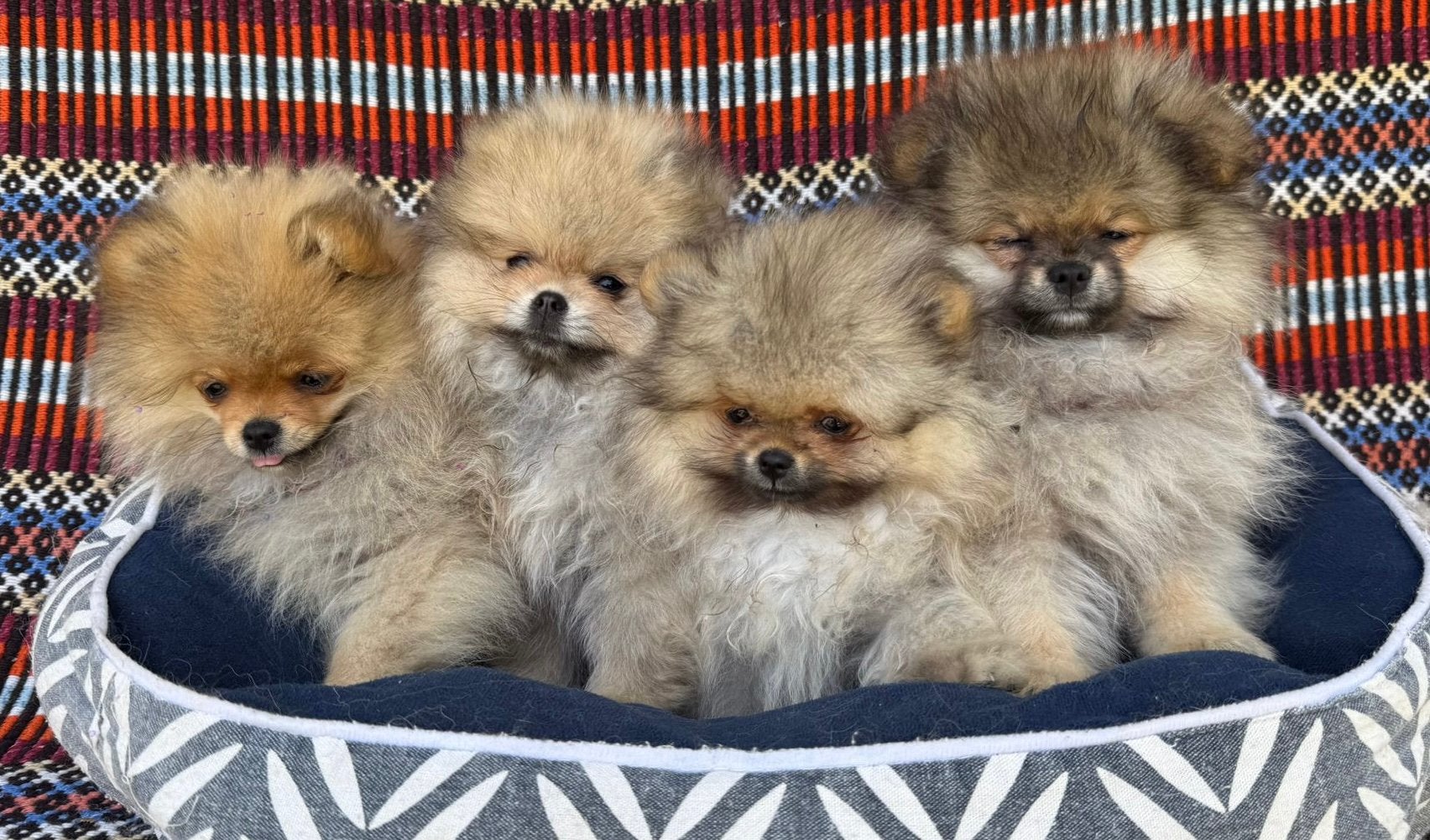 Spitz nais Poméraniens, Animaux & Accessoires, Maladie de Carré (chiens), Autres races, 8 à 15 semaines, Plusieurs