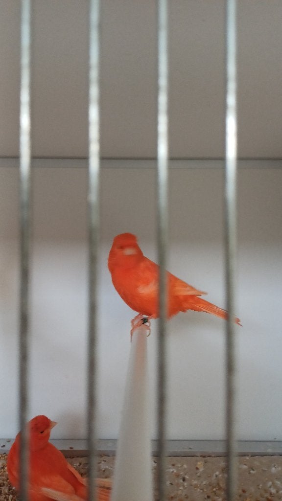 Ruime keuze vogels