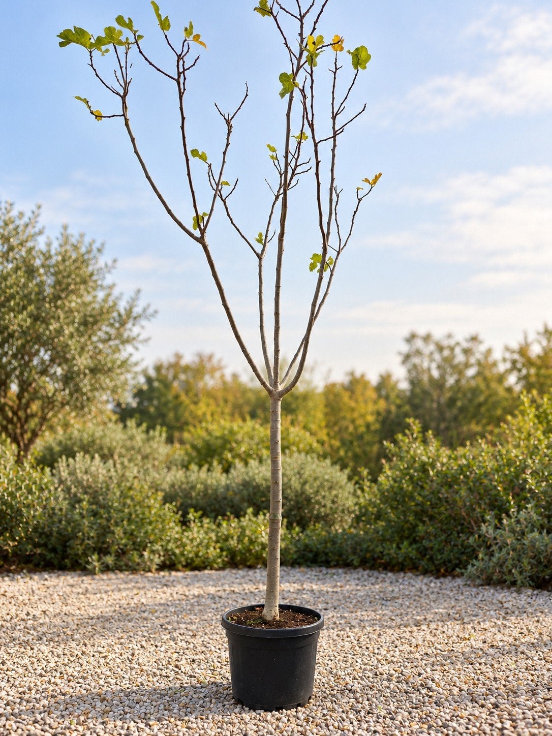 Vijgenboom Ficus Carica Brown Turkey, Enlèvement, Ombre partielle, Figuier