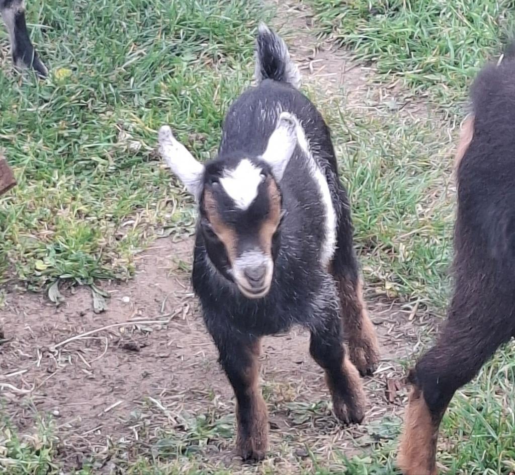 Dwerggeitje mieke, Chèvre