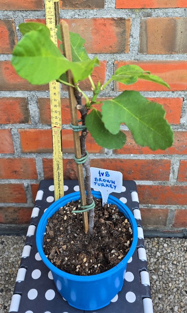 Vijgenboom 'BROWN TURKEY' vijgen boom Ficus Carica 1vB, Ophalen, Vijgenboom