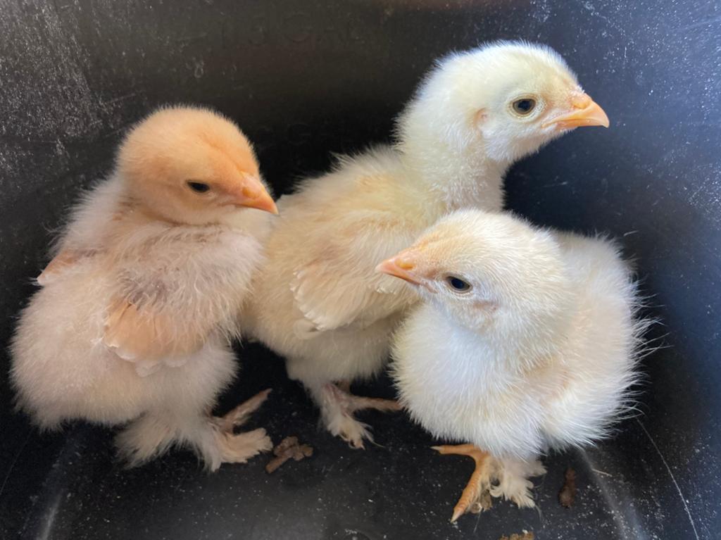 3 brahma kuikens