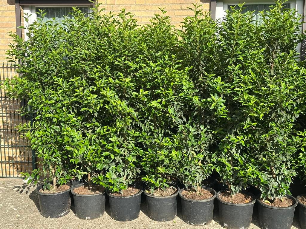 Prunus Lusitanica Angustifdolia pot gekweekt 150-175 cm, Enlèvement, Laurier, Haie, 100 à 250 cm