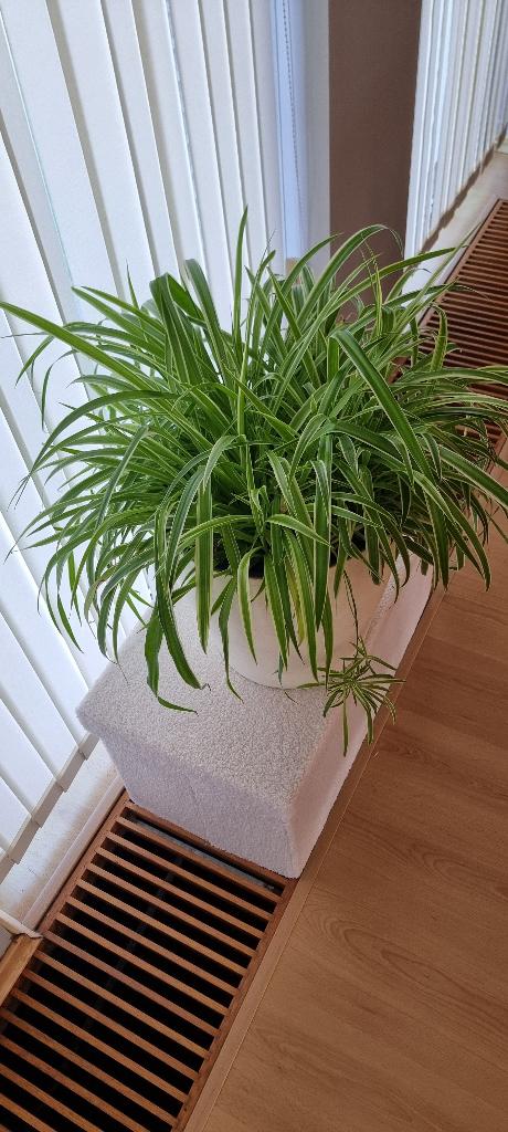 2 grote graslelies – incl. witte pot – topstaat, Autres espèces, Moins de 100 cm, Enlèvement, Plante verte