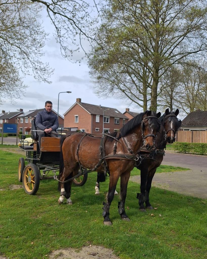 Fijn span C pony's beschikbaar, Dieren en Toebehoren, Met stamboom, Ruin, C pony (1.27m tot 1.37m), 11 jaar of ouder