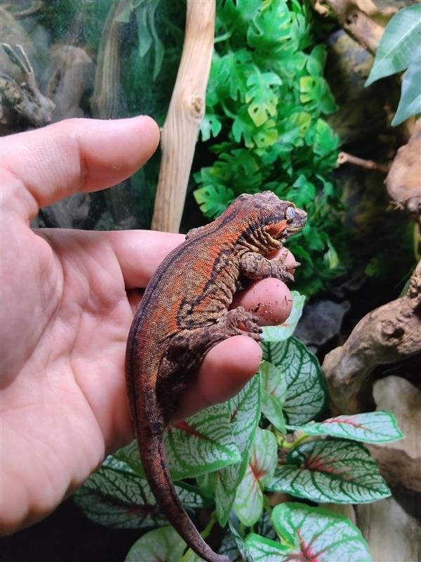 Volwassen Gargoyle Gecko Vrouwtje | Proven | Rood Patroon, Dieren en Toebehoren, Hagedis, Met terrarium, 0 tot 2 jaar