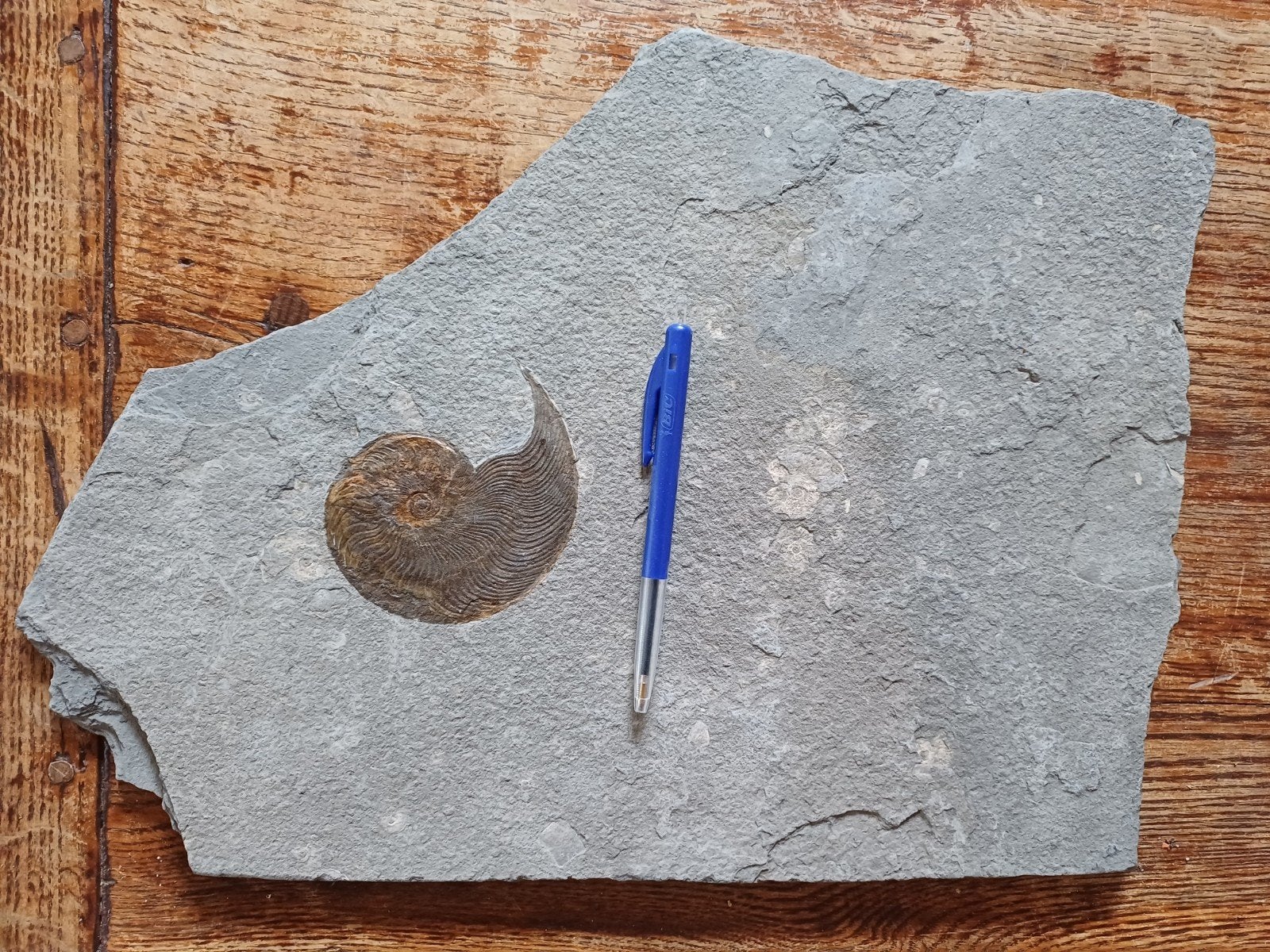 4 disques d'ammonites sur ardoise en provenance d'Allemagne, Enlèvement ou Envoi, Fossile