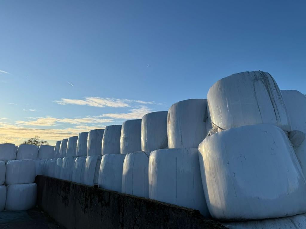 80 boulles de silo 1ère coupe