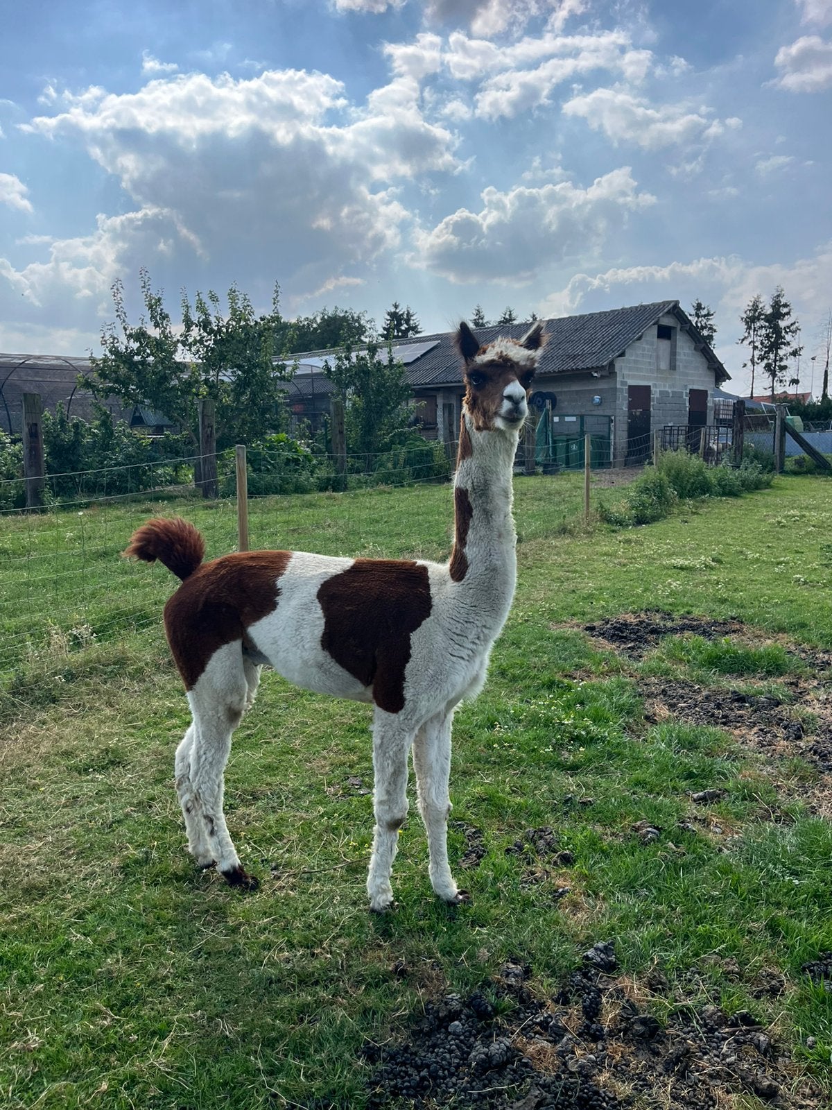 Bonte alpaca hengst, Dieren en Toebehoren, Mei, Mannelijk